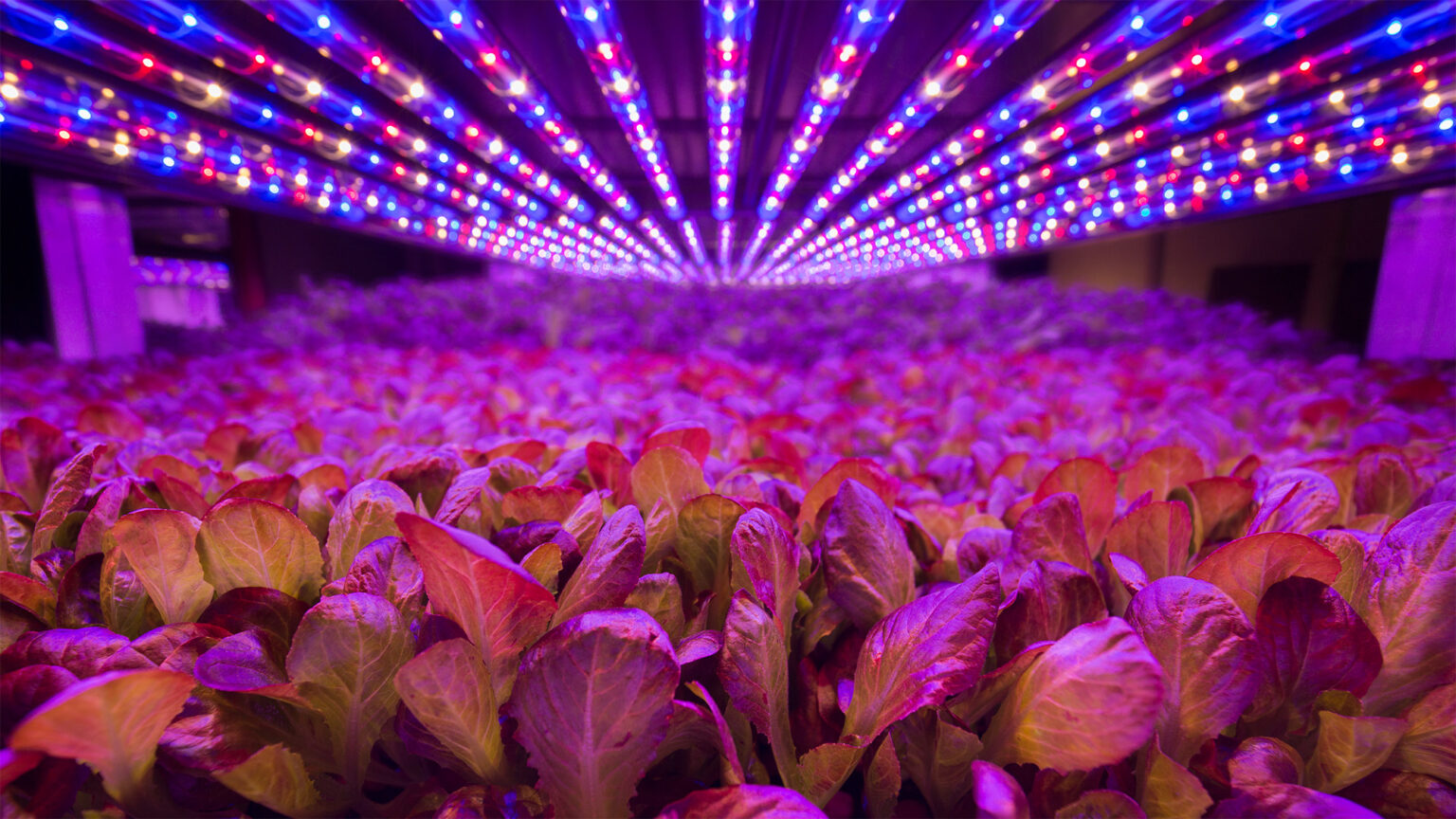 AeroFarms To Establish New Commercial Indoor Vertical Farm In Qatar ...